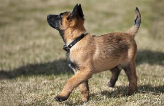 Belgian Malinois puppy