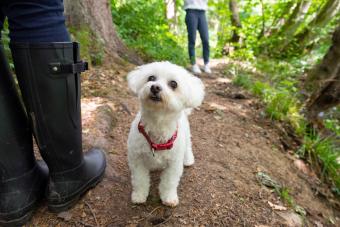 Cute Shih-Poo On A Walk