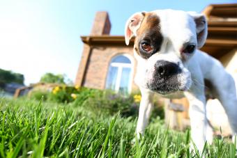 Miniature Boxer