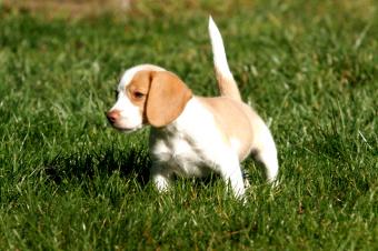 https://cf.ltkcdn.net/dogs/dog-breeds/images/slide/327051-849x565-beagle-puppy-in-the-field.jpg