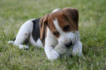 https://cf.ltkcdn.net/dogs/dog-breeds/images/slide/327055-849x565-beagle-puppy-with-ball.jpg