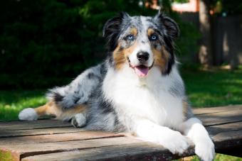 Australian Shepherd dog portrait on picnic table