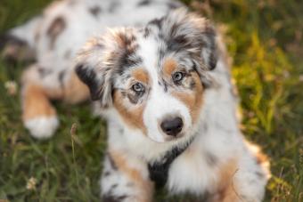 Australian Shepherd puppy lying on grass