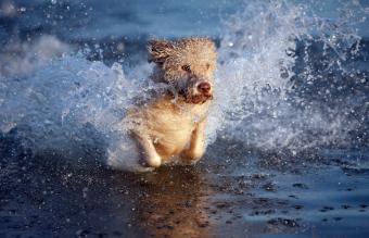 Portuguese Water Dog splashing through water