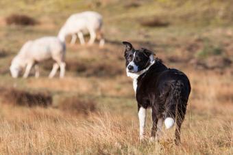 Border Collie