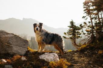 Australian shepherd dog on a hiking trail