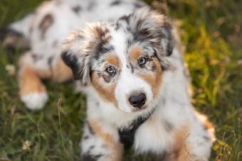 Cute Aussie puppy laying in grass