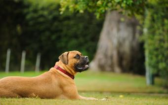 American Mastiff sitting in field