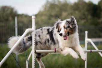 https://cf.ltkcdn.net/dogs/dog-breeds/images/slide/337375-850x567-obstaclecourseaussie-1142058735.jpg