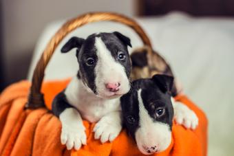 Bull terrier puppies in a basket 