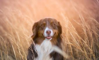 Australian Shepherd in a wheat field smiles for the camera