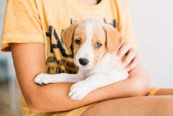 https://cf.ltkcdn.net/dogs/dog-breeds/images/slide/339854-850x566-beagle-puppy-in-kids-arms-1268181766.jpg