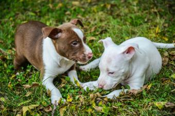 https://cf.ltkcdn.net/dogs/dog-breeds/images/slide/339935-850x566-two-pit-bull-terrier-puppies-1167023974.jpg