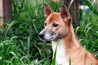 https://cf.ltkcdn.net/dogs/dog-breeds/images/slide/343341-850x566-new-guinea-singing-dog-1442685627.jpg