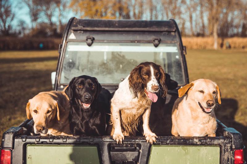 10 Best Hunting Dogs for Sporting Fun LoveToKnow Pets