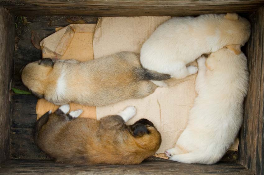 What Supplies Do You Need For A Dog Giving Birth