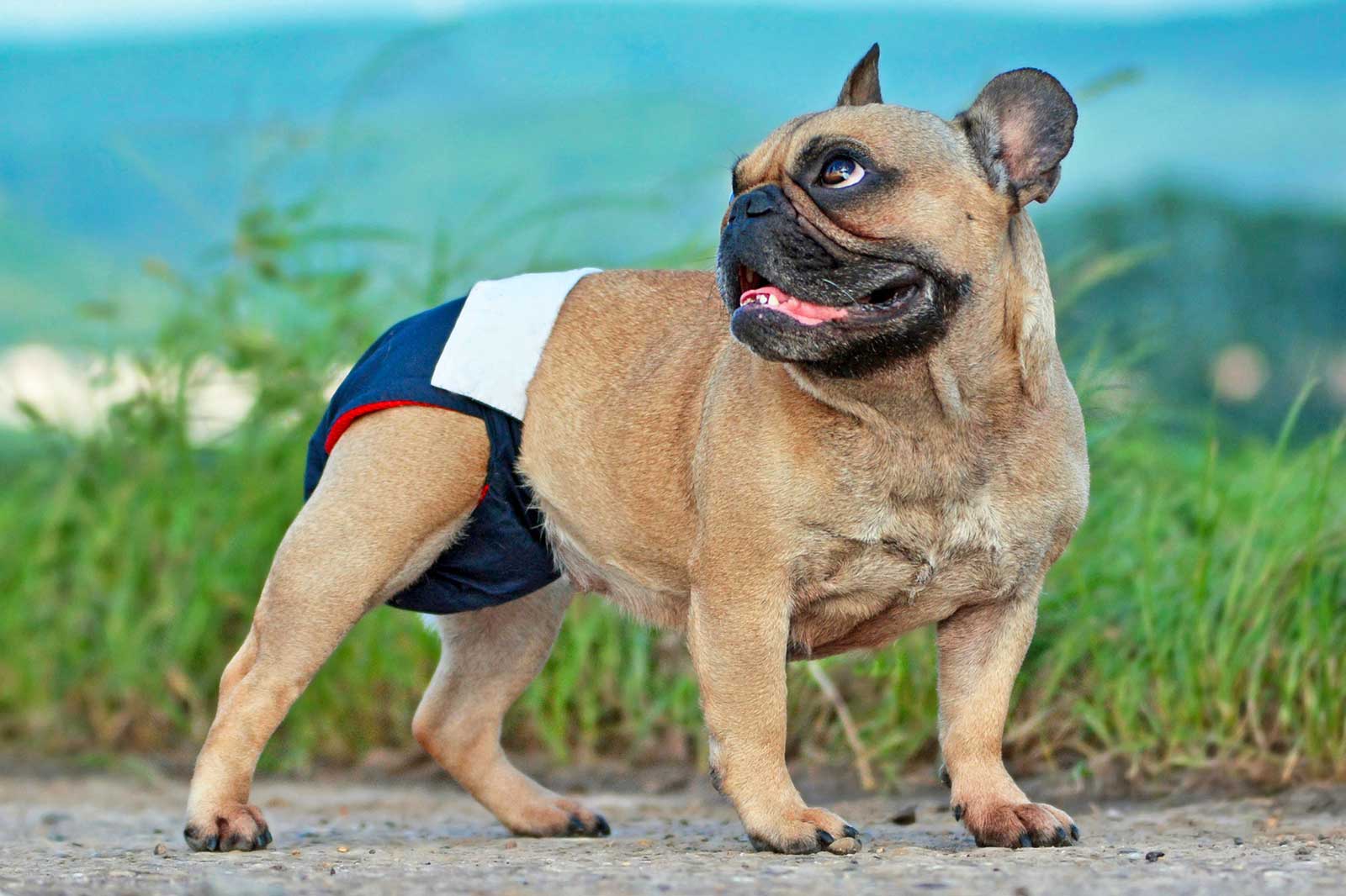 Do Dogs Feel Pain When In Heat