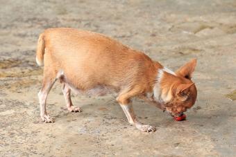 Little chihuahua be pregnant eating ivy gourd fruit