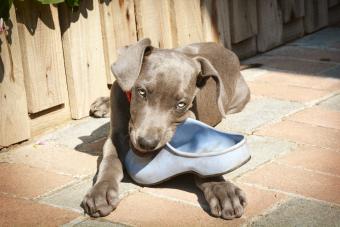 Dog chewing a shoe