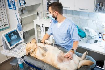 Veterinarian doing ultrasound on dog