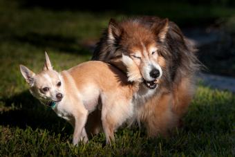 Dogs Tail flagging and flirting