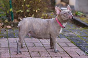 Lilac brindle French Bulldog dog pregnant for 8 weeks with big belly 