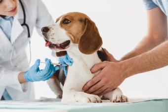 Man holding beagle while veterinarian doing injection