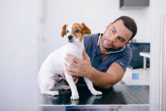 Male Veterinarian Examining Puppy