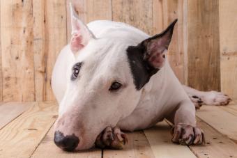 https://cf.ltkcdn.net/dogs/dog-health/images/slide/322156-850x567-bull-terrier-dog.jpg