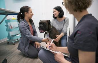 Veterinarians talking with dog owner 