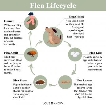 Flea Lifecycle Infographic