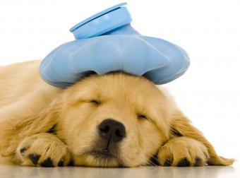 what medicine can you give a dog for the flu