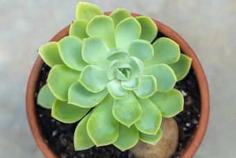 Blue Echeveria pet friendly house plant