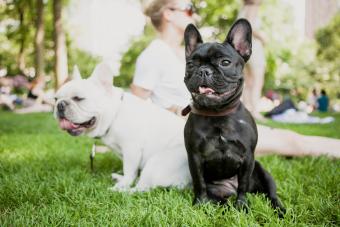 two French Bulldogs sitting on grass