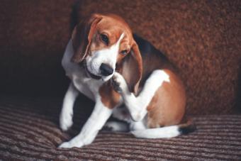 An adult beagle dog on the couch