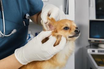 Veterinarian examines ear of a dog