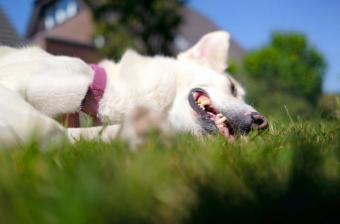 Dog lies in a garden in the midday sun panting