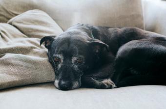 Sweet, old, black dog, lying on a sofa