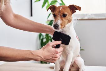 Woman Brushing Dog