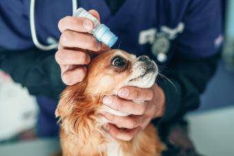 dog at veterinarians office getting drops in eyes