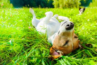 Dog relaxing park