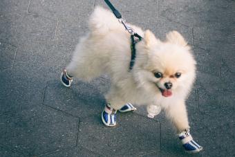 dog walking on pavement wearing booties to protect paws 