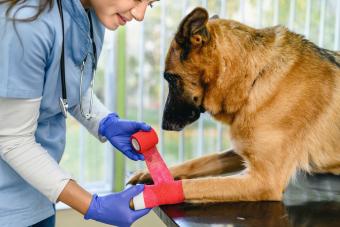 Veterinarian bandaging a paw of a dog lying on the table at veterinary clinic 