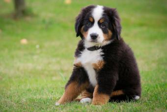 Bernese puppy sitting on grass