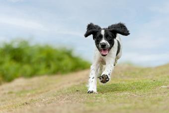 young spaniel puppy enjoying a run in the countryside