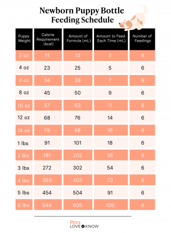 Puppy feeding schedule infographic