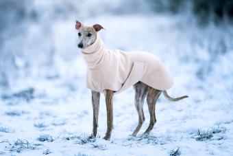 Greyhound dog wearing a vest in winter