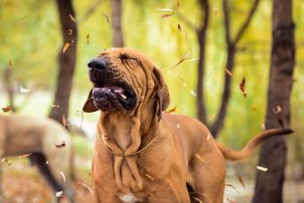 Brazilian Mastiff sneezing