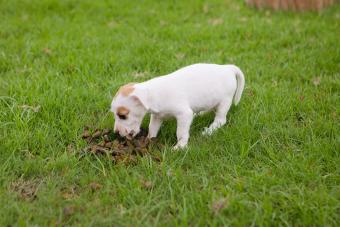 Puppy dog is eating animal feces