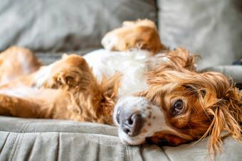 Dog lying on sofa